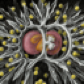 _radiolaria