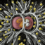 _radiolaria