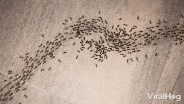 marching-ants.gif
