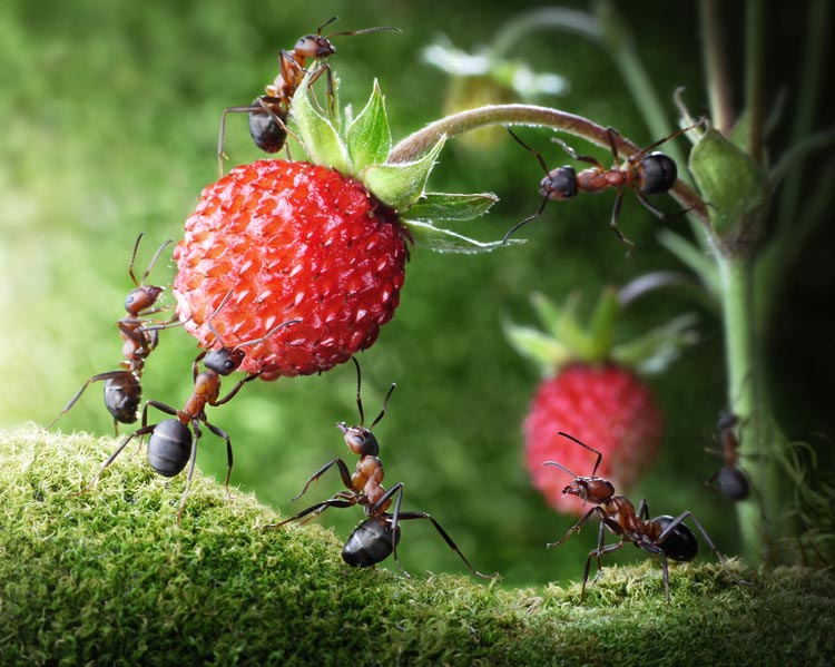 Ants Ref.jpg