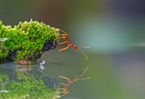 Ants Ref2.jpg