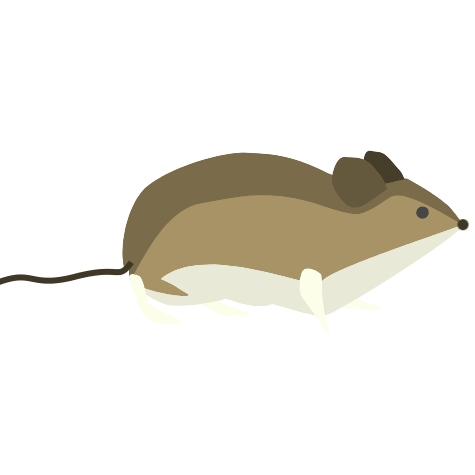 The mouse