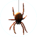 spider11.png