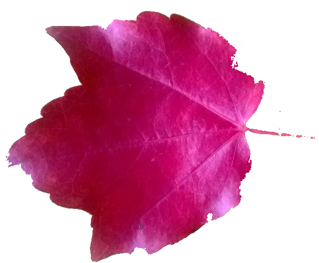 Leaf