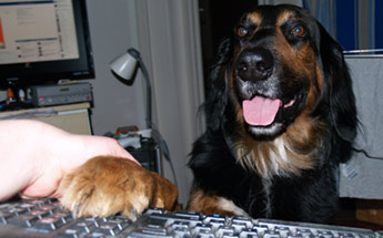 "If you ask me, this game could do with a bit more woof"