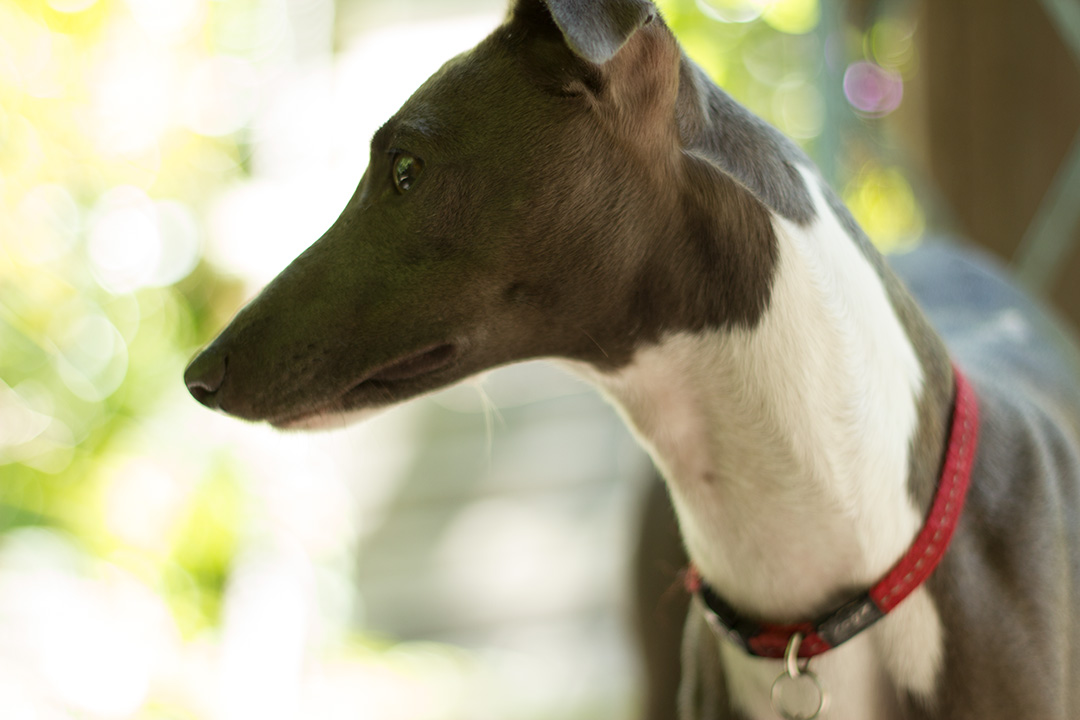 04 whats-up-dog
