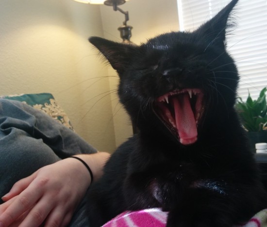 Rawr!